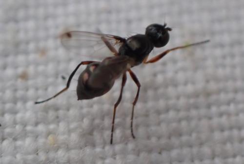 Réf. 314 880 : Sepsis sp.